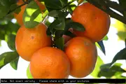 Dwarf Mandarin Daisy Tree - Citrus reticulata