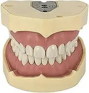 Teeth Model, with 28 Fully Removable Teeth Model, for Dental Teaching, Practice and Study