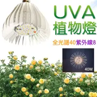 在飛比找momo購物網優惠-【JIUNPEY 君沛】40W 紫外線UV全光譜 E27植物