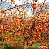 在飛比找蝦皮購物優惠-夯全網最多款水果種子夯無核柿子種子柿子樹種子日本甜柿種子磨盤
