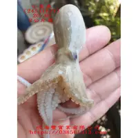 在飛比找蝦皮商城精選優惠-【海鮮7-11】小章魚 2公斤/包   60/80   *迷