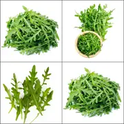Rocket - Wild seeds