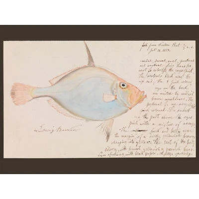 Ludwig Becker Silver Dory Fish Illustration Large Canvas Art Print