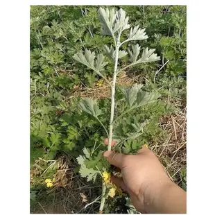 💕花大媽艾草種子💕 青蒿 艾葉香草驅蟲艾草 藥用食用艾草種子四季易活