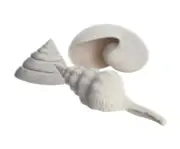 Biorb Samuel Baker Sea Shells, White