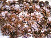 33 Pine cone flowers, slices, zinnia daisy pieces for crafts, wreaths, set 10824