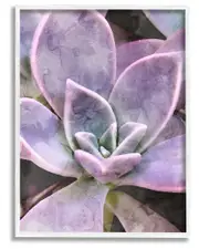 Purple Succulent Close Up Framed Giclee Wall Art by Daphne Polselli