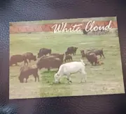 Postcard Jamestown North Dakota White Cloud the Albino Buffalo
