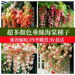 🍓免運附發票🍓日本進口新品垂絲海棠種子 多年生花卉大全 垂釣海棠種子驅蚊高級風景樹海棠花種子四季濃香型驅蚊室內外盆栽地栽