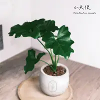 在飛比找蝦皮購物優惠-原植｜植物｜小天使蔓綠絨·水泥盆栽·植物·盆栽·淨化空氣·辦