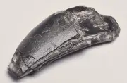 GENUINE FOSSIL DINOSAUR TOOTH, AFROVENATOR ABAKENSS, NIGER F276