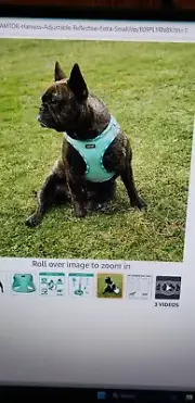 Amtor Green Mesh Adjustable Step-In Chest Dog Harness Size Medium