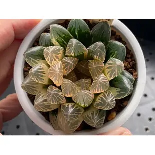 百合科 ハオルチア Haworthia 一物一拍 ｜胭脂玉露錦T17