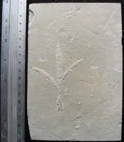 Sapindopsis 137 - Covered With Weird Preservation - Cretaceous Fossils Lebanon