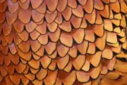 50 Pcs. BULK Pheasant Rooster Body Feathers. Art, Crafts, Jewelry, Fly Tying.