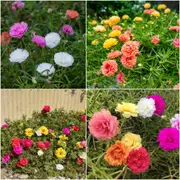 Portulaca - Double Flowered Mixed seeds