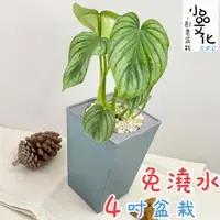 在飛比找蝦皮商城優惠-【小品文化】白雲蔓綠絨【現貨】4吋磚紋免澆水盆栽 室內植物 