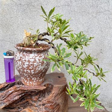 喜代譽的價格推薦 來飛比找更多植栽 花禮商品 23年01月即時比價
