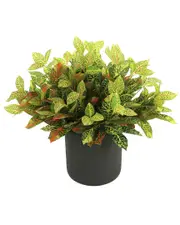 Creative Displays Outdoor Croton Bush
