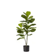 [James Lane] Fiddle Tree - 50cm x 50cm x 90cm