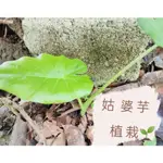 青農邸家【盆景】姑婆芋 | 綠植 | 室內盆景 | 辦公室盆栽 | 植栽 | 園景植栽