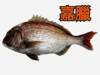 在飛比找Yahoo!奇摩拍賣優惠-嘉臘魚－#龍虎石斑魚#珍珠石斑魚#澎湖直送#澎湖優鮮#海鮮#