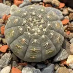 🌵GYMNOCALYCIUM屬 仙人掌｜拉根｜GYMNOCALYCIUM RAGONESEI