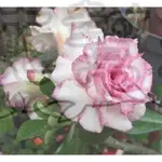花幫派_多肉觀花植物—沙漠玫瑰(馨香)--沙漠玫瑰(大喬)~沙漠玫瑰(紫星)~夾竹桃科~幾乎全年有花/3吋