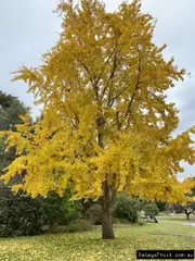Buy Ginkgo Trees in Australia - Edible Kernel (Ginkgo biloba)