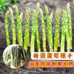 🍓：進口高產盧筍種子 多年生蔬菜種子 蔬菜種籽 四季種植蔬菜之王 營養豐富 採收期長 田園庭院種子 耐寒耐熱