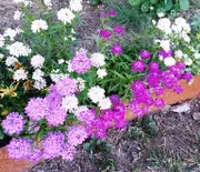 CANDYTUFT Dwarf Fairy Mix seeds