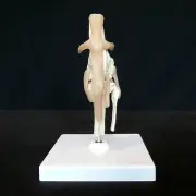 Anatomical Canine/Dog Knee Stifle Joint Model - Medical Skeleton Anatomy