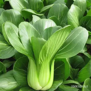 油麥菜 菠菜 上海青 香菜 小白菜 快菜大白菜韭菜雞毛菜種子小蔥種子 芹菜種子 四季蔬菜種子大全 陽台盆栽蔬菜種子