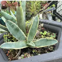 在飛比找蝦皮購物優惠-小仙肉🌵八荒殿黃覆輪龍舌蘭 🌵Agave 龍舌蘭多肉 龍什蘭