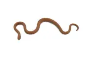 Eastern Brown Snake, Australia, Rubber , Model Toy Realistic3 1/2" F3052 B364195