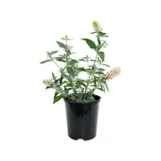 140mm Buzz Butterfly Bush - Buddleja davidii 'Buzz Ivory'
