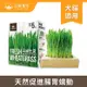 汪喵星球 生菜新鮮小麥草栽種盒65g