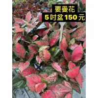 在飛比找蝦皮購物優惠-方方園藝 【彩鳳粗勒草/粗勒草】★5吋★高約5-10cm☆ 