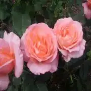 Patchouli Rose Type Fragrance Oil Candle/Soap Making Supplies **Free S&H **