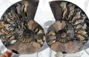 9738 RARE 1in100 BLACK Ammonite PAIR Deep Crystals 110myo FOSSIL LRG 133mm 5.2"
