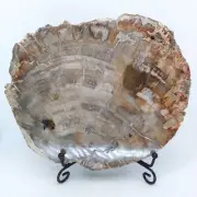 Agatized Petrified Wood, 7", polished, slab, display specimen, fossil, #R-4661