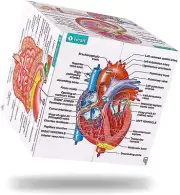 iTrendy CUBIK Magnetic Anatomy Cube