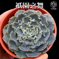 在飛比找蝦皮購物優惠-［狂買園藝］ 多肉植物 祇園之舞 3寸盆 /仙人掌/送禮小物