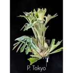 《LEO雨林植物》P. TOKYO 鹿角蕨