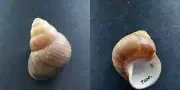 #1985 Helicostyla Pithogaster Fer., Philippines, 61.2mm land snail shell