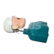 Dental Simulator Patient Manikin Phantom Head Model Teeth Model with Torso