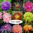 30Pcs Mix | Giant Chrysanthemum Mix Seeds