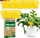 Fungus Gnat Killer - 30 Traps - Highly Effective and Ecological Yellow Sticky Tr