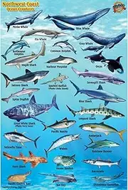 Franko Maps Northwest Coast Kelp Ocean Creature Guide 4 X 6 Inch