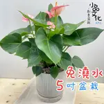 【小品文化】粉紅火鶴【現貨】5吋仿瓷免澆水盆栽 室內植物 室內盆栽 懶人盆栽 水培植物 水培盆栽 室內盆栽 開花植物